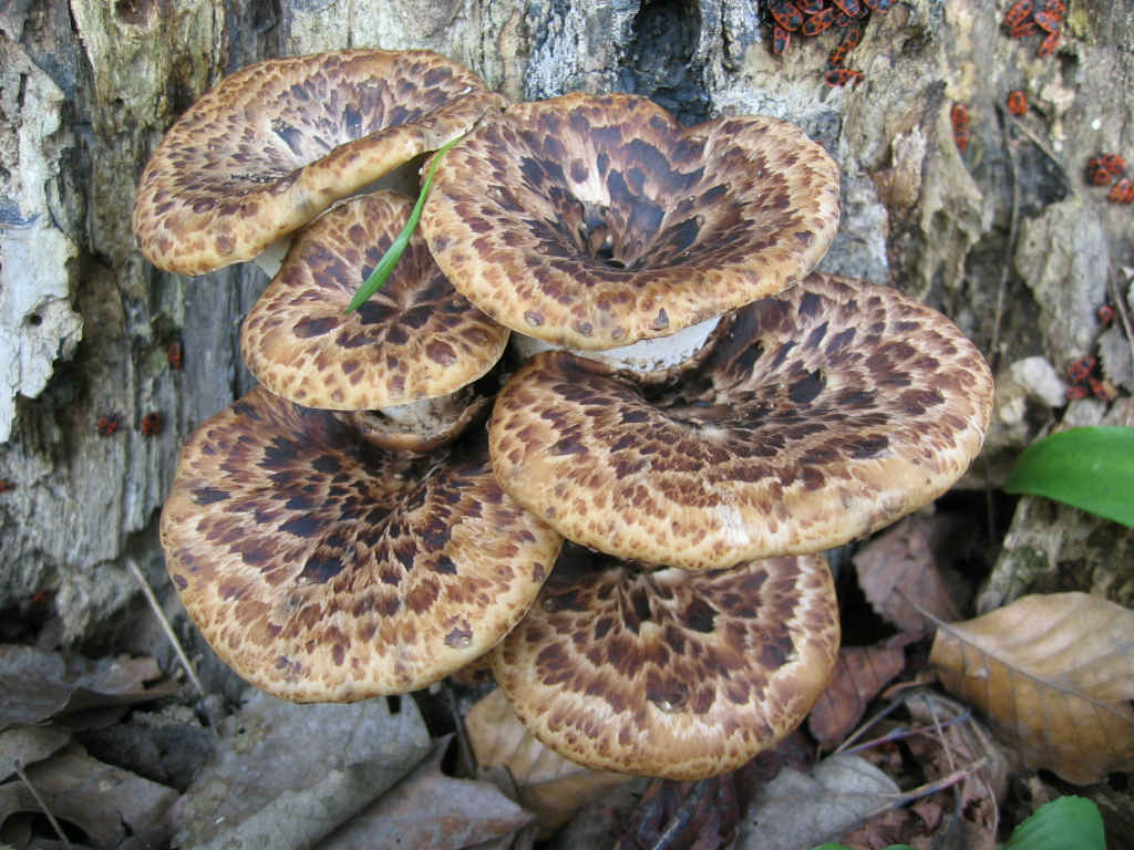 I Funghi primaverili: Polyporus squamosus